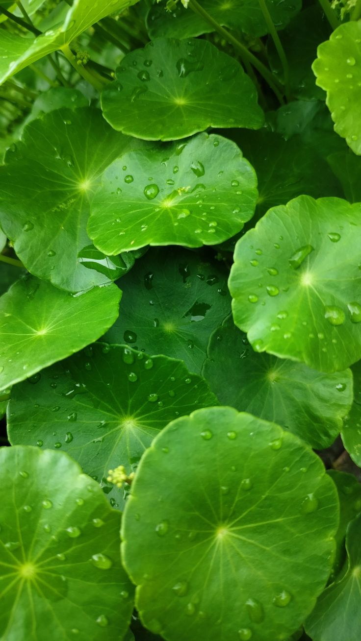 Centella Asiática: El Ingrediente Milagroso para Calmar y Reparar tu Piel